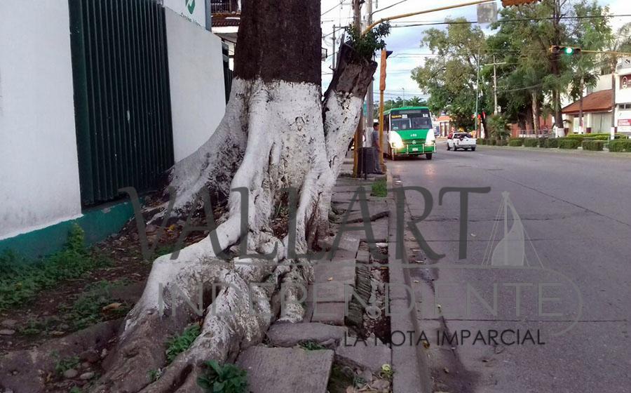 Árbol impide paso de peatones en la avenida Francisco Villa