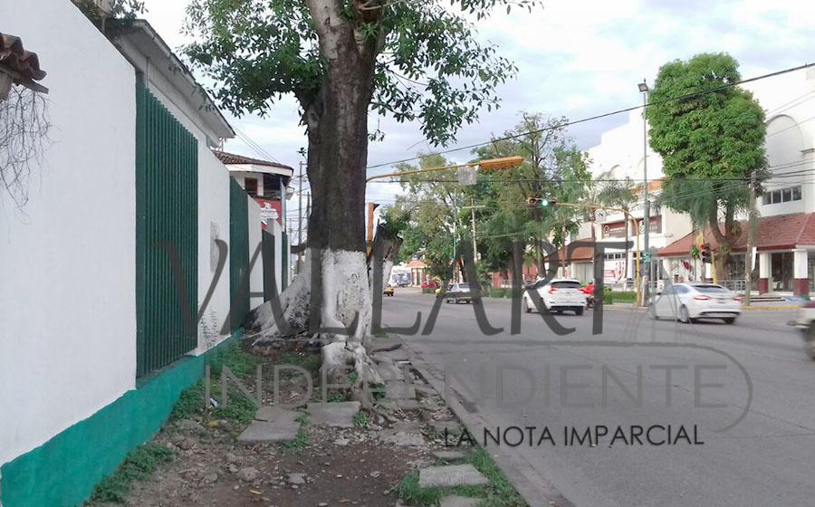 Árbol impide paso de peatones en la avenida Francisco Villa