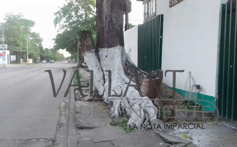Árbol impide paso de peatones en la avenida Francisco Villa