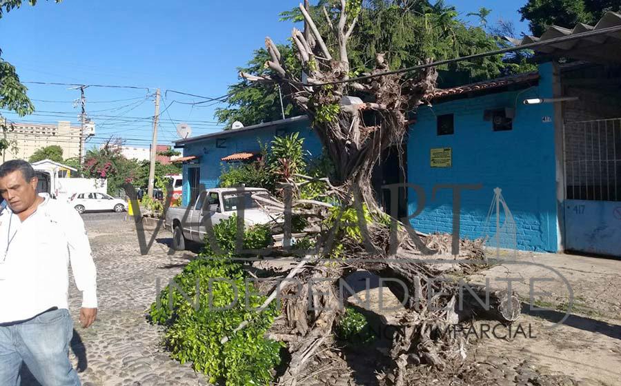 Se abre la cabeza al caer de 6 metros de altura, podaba un árbol 2 Se abre la cabeza al caer de 6 metros de altura, podaba un árbol
