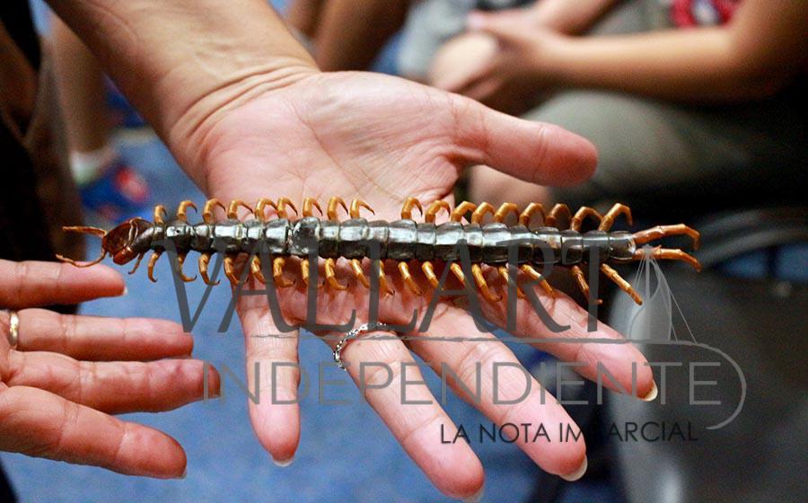 Investigador del CUC podría haber encontrado nueva especie de ciempiés en Pitillal