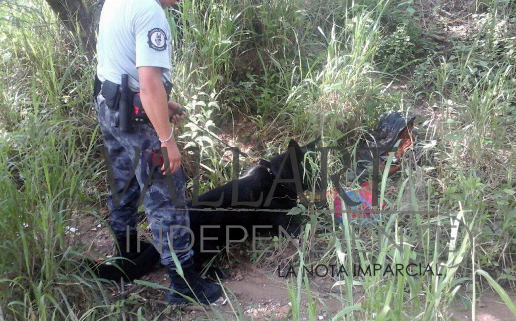 Aseguran más de 1.5 kilos de cocaína en Puerto Vallarta