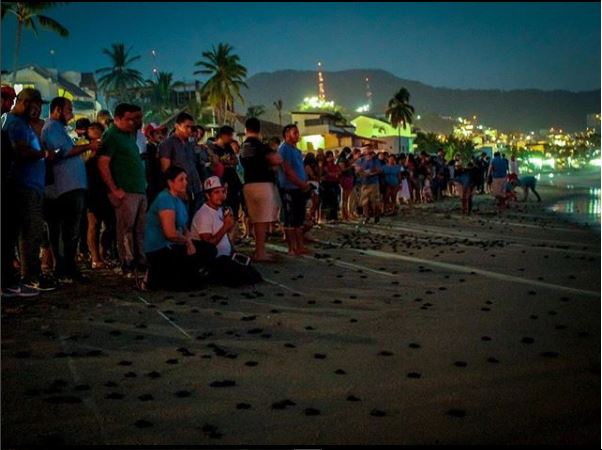 Libera fundación de Remmy Valenzuela 500 tortugas marinas en Puerto Vallarta