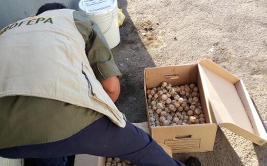 Aseguran agentes federales miles de huevos de tortuga marina