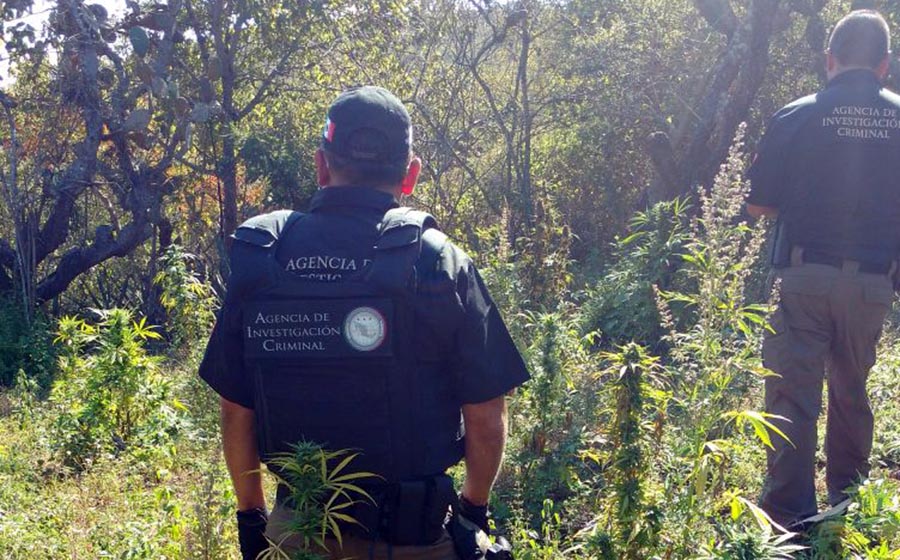 Destruye más de dos mil plantas de marihuana en Ciudad Guzmán