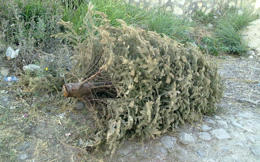 Instalan centros de acopio de árboles de navidad