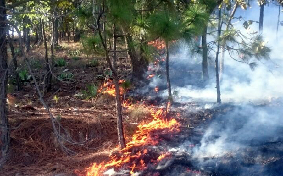 Camioneta ocasiona incendio forestal en Mascota