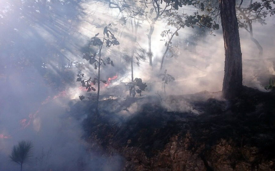 Camioneta ocasiona incendio forestal en Mascota