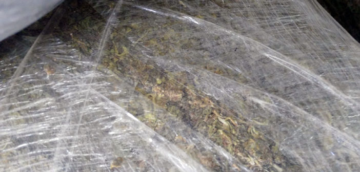 Aseguran marihuana en San Sebastián del Oeste; estaba abandonada