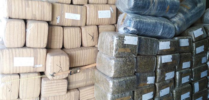 Por no traer cinturón de seguridad, lo atrapan con casi media tonelada de marihuana