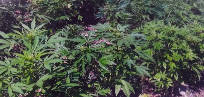 Destruyen otros plantíos de marihuana, ahora en Bolaños