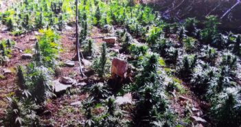 Hallan más de dos millones de plantas de amapola y marihuana en Jalisco
