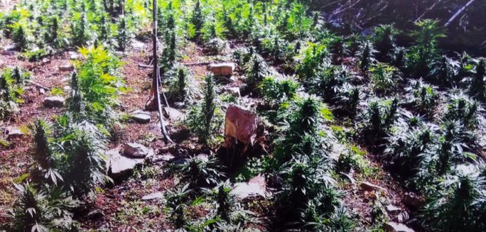 Hallan más de dos millones de plantas de amapola y marihuana en Jalisco