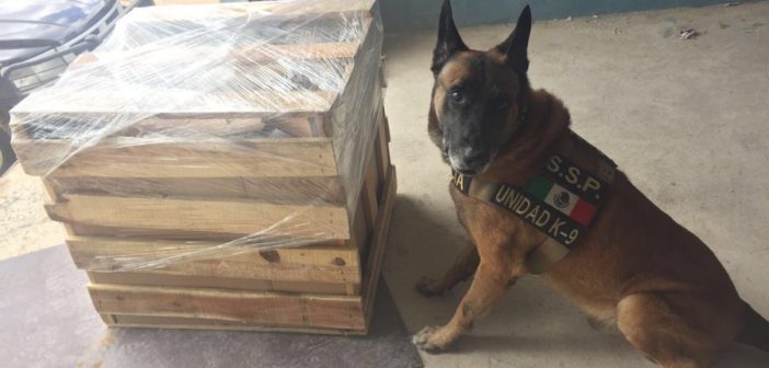 Interceptan en paquetería psicotrópicos con destino a Canadá