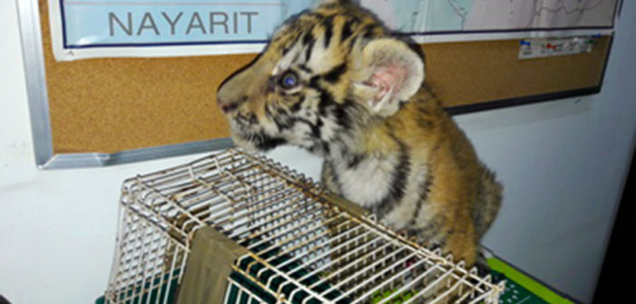 Aseguran cachorro de tigre en Nayarit; lo tenían en una casa