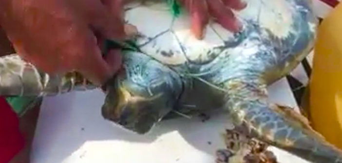 Rescatan a tortugas atoradas en una cimbra; varias ya habían muerto
