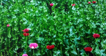 Localizan y destruyen 75 mil plantas de amapola