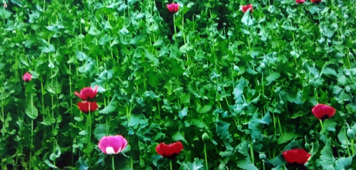 Localizan y destruyen 75 mil plantas de amapola