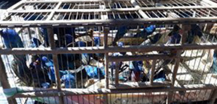 Profepa asegura 172 ‘pasajeros’ en un camión con destino a Guadalajara