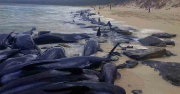 Decenas de ballenas quedan varadas en Australia