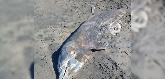 Localizan delfín muerto en Sayulita; quedó atrapado en una red