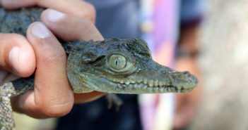 Niega SEMADET planes inmobiliarios en El Salado