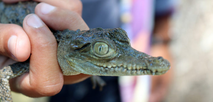 Niega SEMADET planes inmobiliarios en El Salado