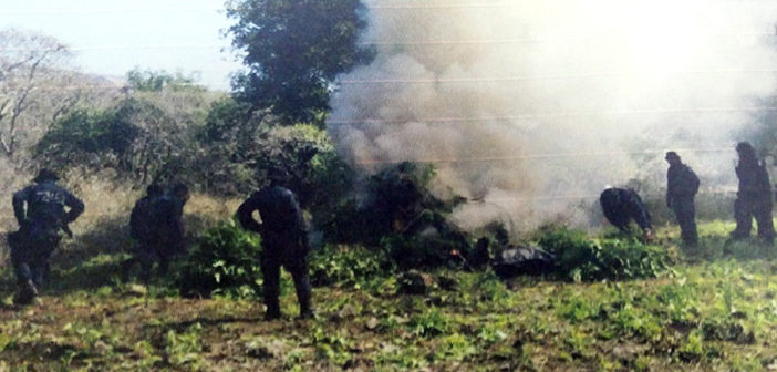 Destruyen más de 610 mil plantas en 11 sembradíos de marihuana