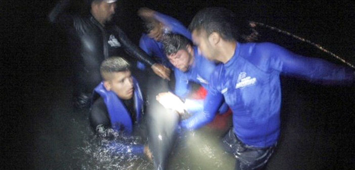 Delfín muere luego de quedar varado y ser rescatado en playas de Nuevo Vallarta