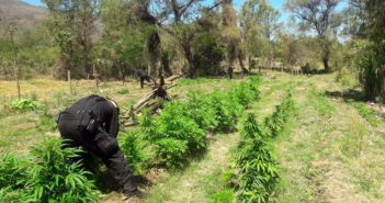 Localiza y destruye plantíos de marihuana en Guachinango