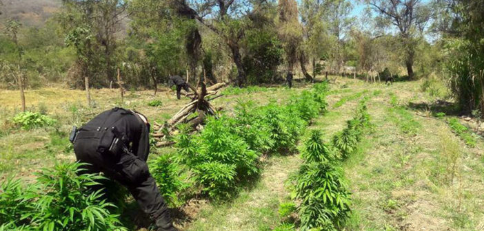 Localiza y destruye plantíos de marihuana en Guachinango
