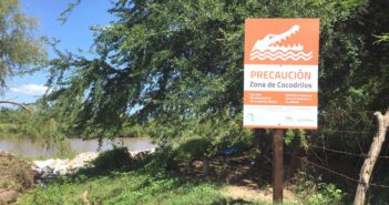 En 18 años se han registrado 40 ataques de cocodrilos