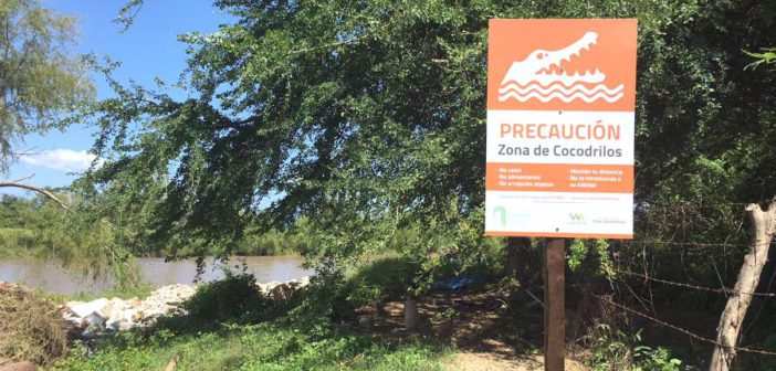 En 18 años se han registrado 40 ataques de cocodrilos