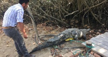 Por presencia de cocodrilos, habrá mayor vigilancia en playas cercanas al Estero y Boca de Tomates