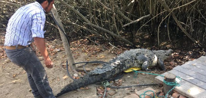 Por presencia de cocodrilos, habrá mayor vigilancia en playas cercanas al Estero y Boca de Tomates