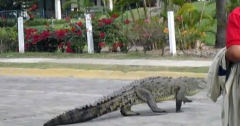 Se harán más frecuentes los avinstamientos de cocodrilos en Vallarta