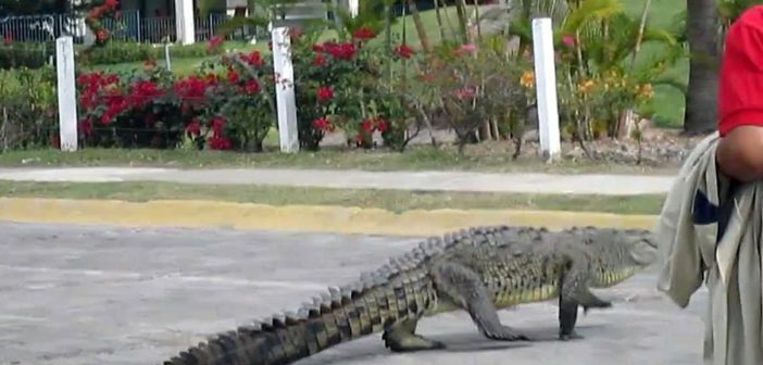 Se harán más frecuentes los avinstamientos de cocodrilos en Vallarta