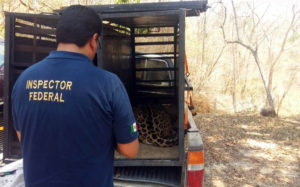 Por falta de recursos, en Cabo Corrientes entregan a ‘Lucky’ y ‘Pecas’ a la Profepa