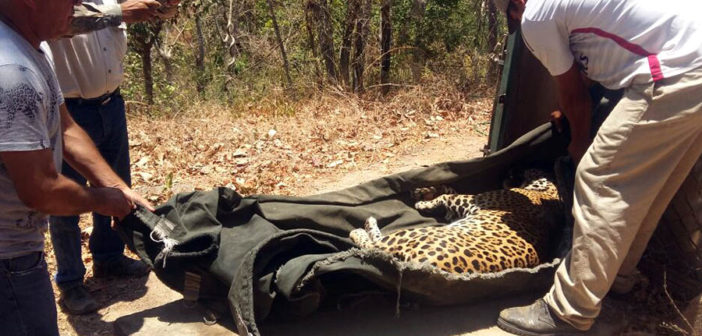 Por falta de recursos, en Cabo Corrientes entregan a ‘Lucky’ y ‘Pecas’ a la Profepa