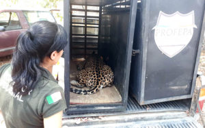 Por falta de recursos, en Cabo Corrientes entregan a ‘Lucky’ y ‘Pecas’ a la Profepa