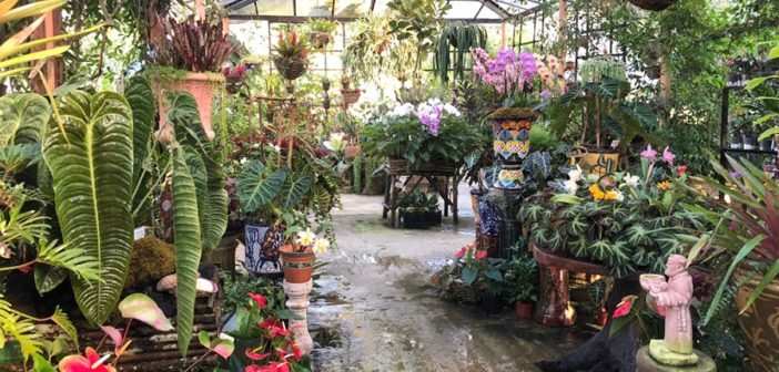 Jardín Botánico de Vallarta, entre los cinco mejores de Norteamérica