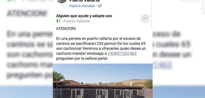 Circula falsa alerta sobre sacrificios de perros en CCAA
