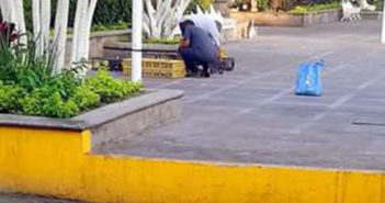 Acusan 'traslado' de pichones de la plaza de armas