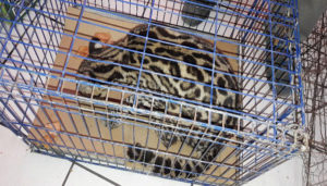 Rescatan Ocelote y Tucán en territorio nayarita