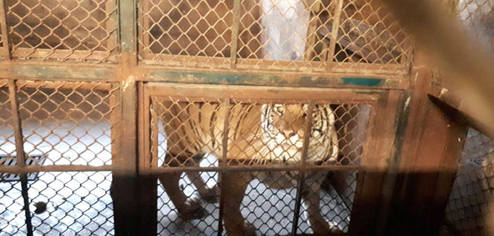 Director del zoológico de Puerto Vallarta promoverá recurso penal contra Profepa