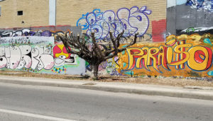 'Rapan' árboles en Fco. Villa, aumenta el calor en parabús