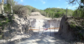 ¡Nos estamos acabando los bosques! Urge FAO a detener deforestación