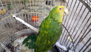 Asegura Profepa dos loros y un perico de domicilio particular