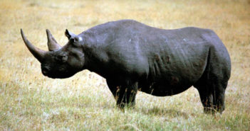 Siete rinocerontes negros muertos en extrañas circunstancias