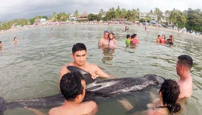 Delfín queda varado en playas de Sayulita; lugareños lo rescatan